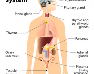 Endocrine System – outline notes